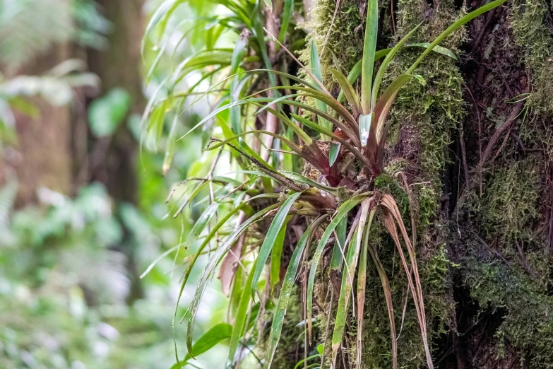 a tree with some very pretty green plants