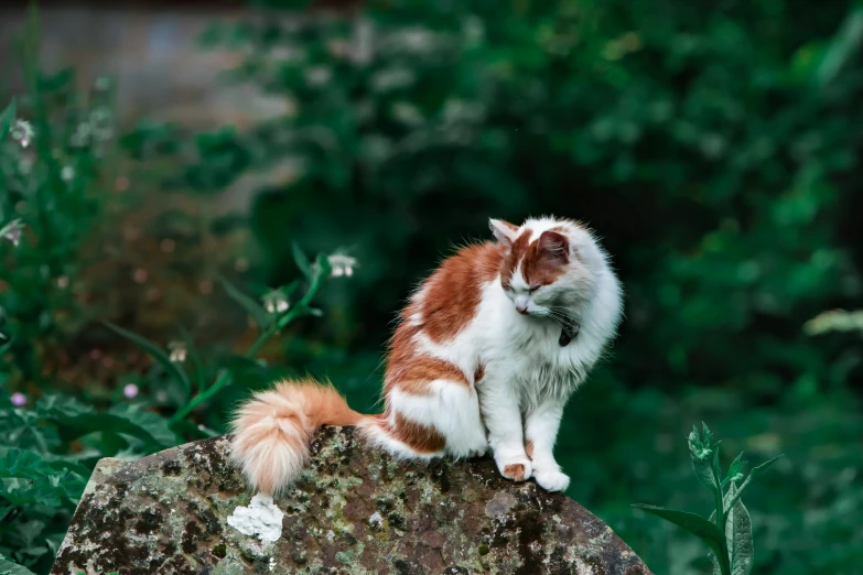 a cat is sitting on the rock outside