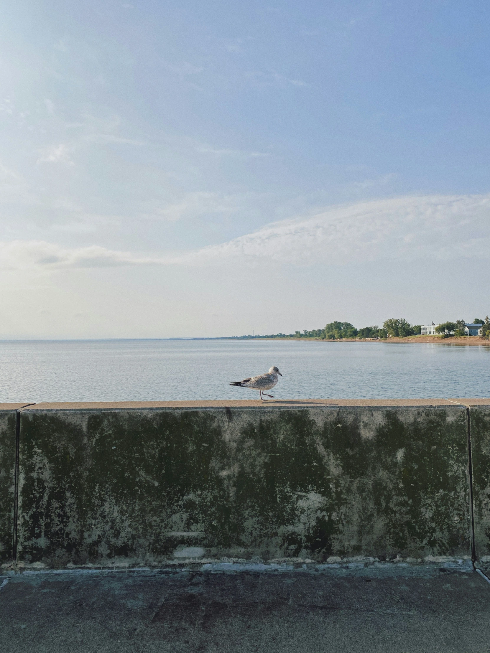 a bird stands on top of the cement ledge of a wall near a beach