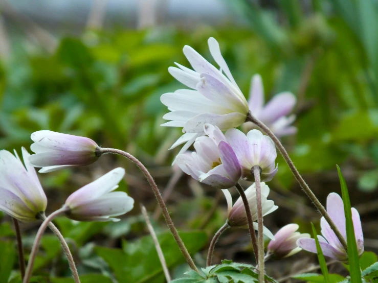 some very pretty pink flowers in the grass