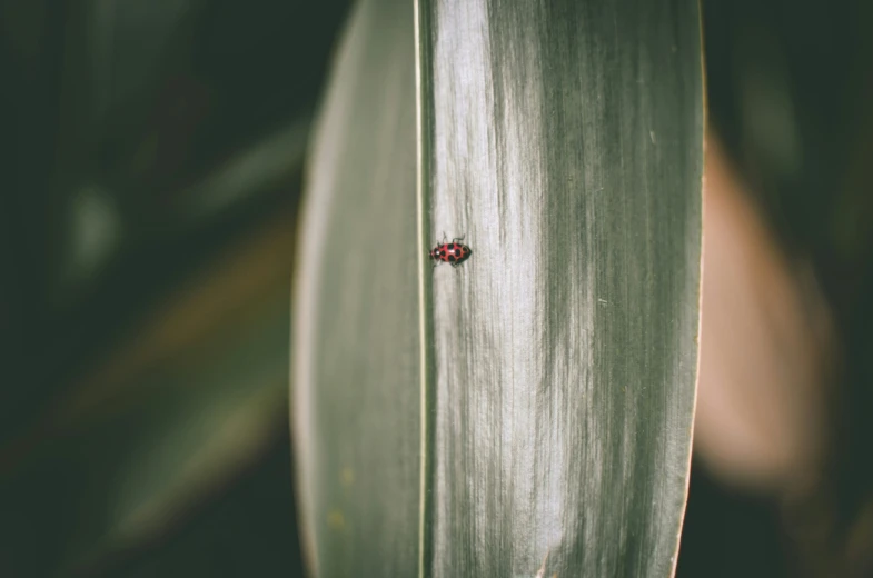 a bug is sitting on the green leaf