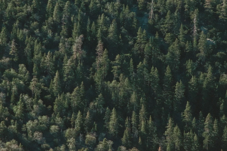 an aerial view of the tops of trees