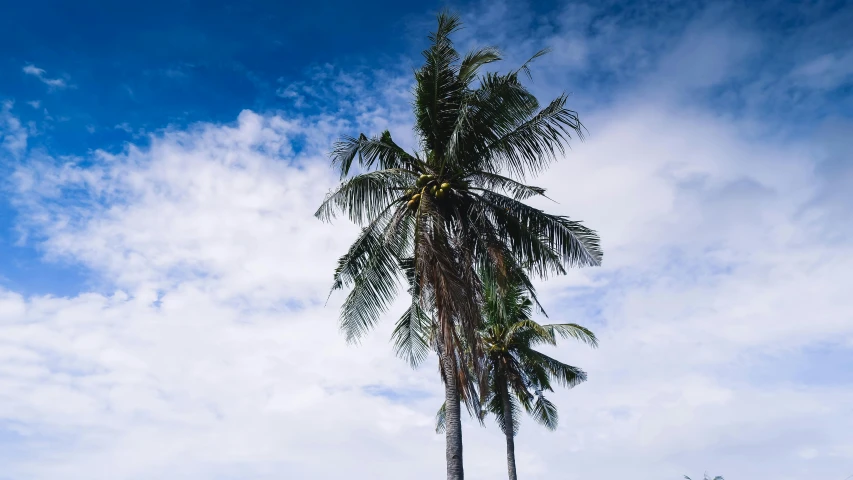 palm tree in the grass with sky in background