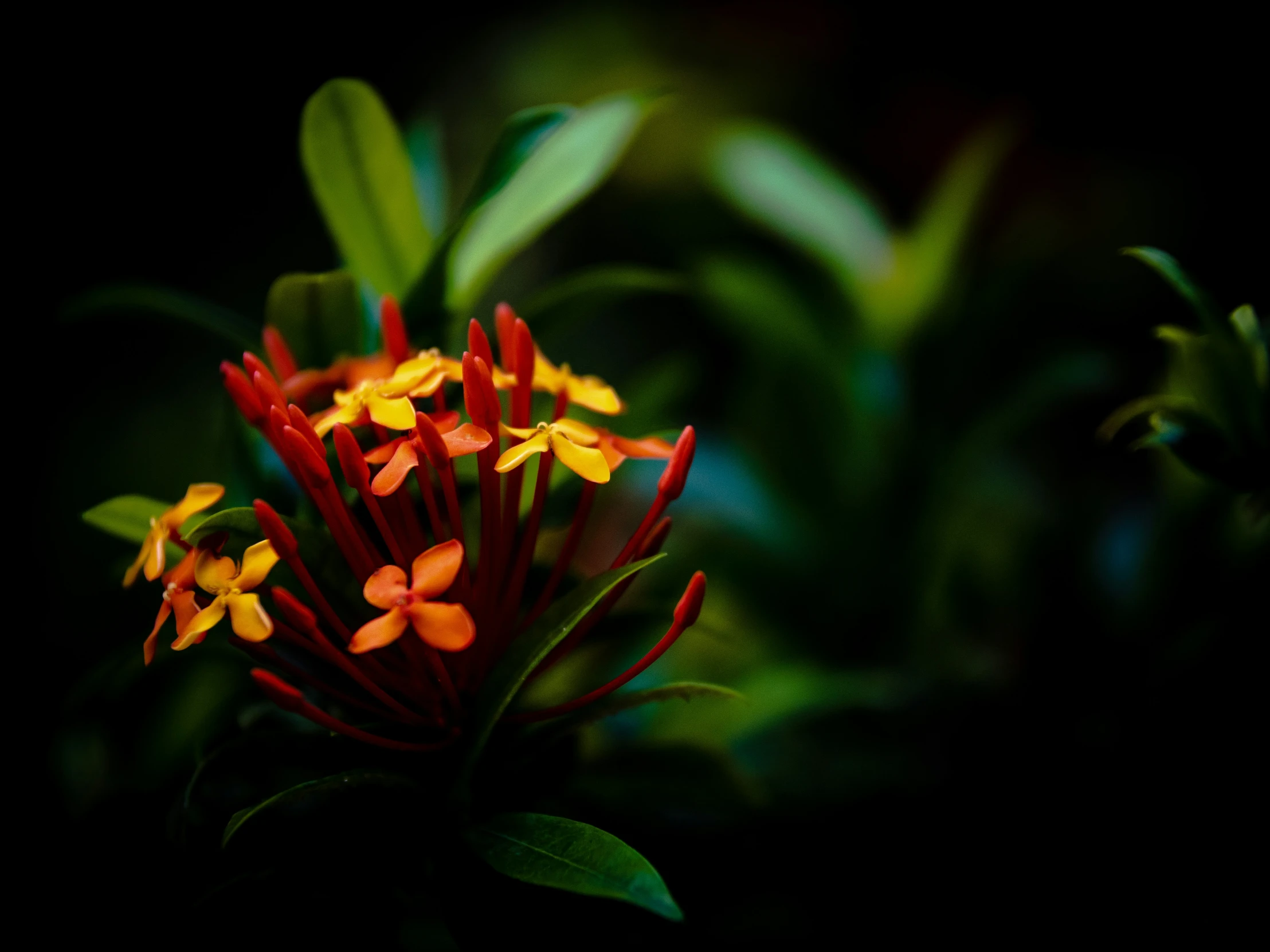 small yellow and red flowers with leaves in the background