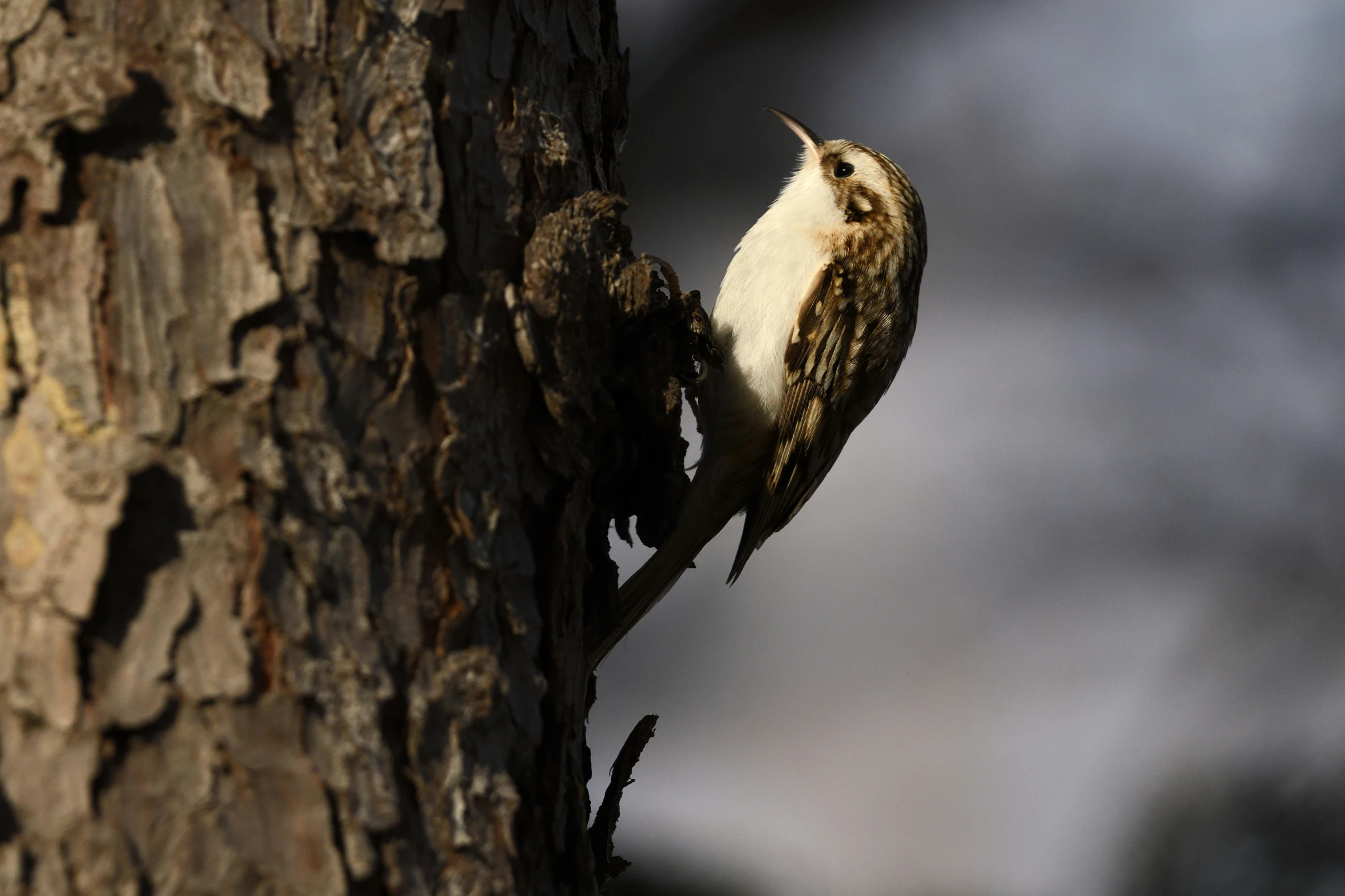 small bird sitting on the tree trunk