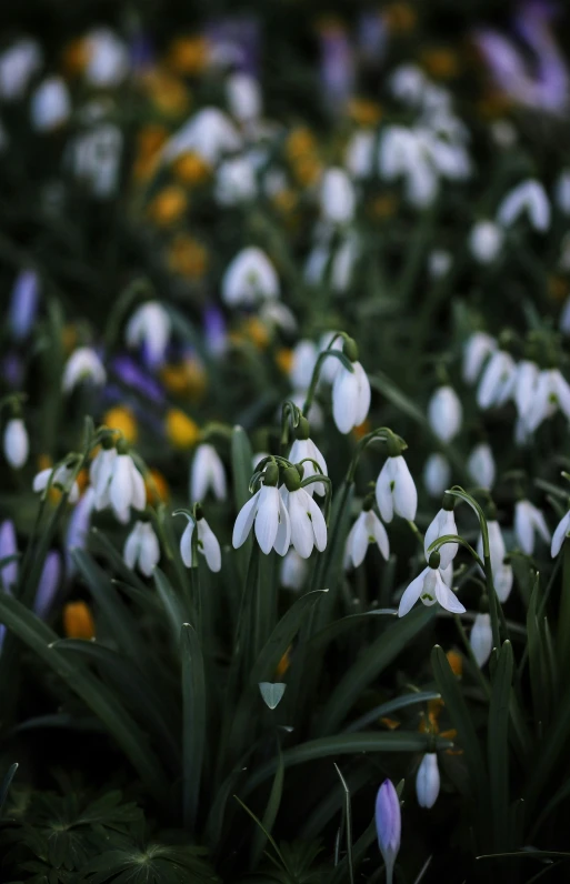 small flowers growing in a field of grass