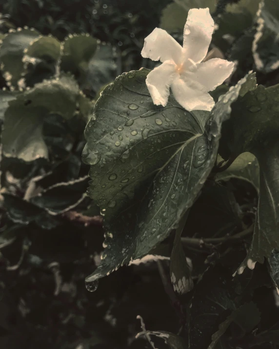 white flowers with water droplets on them in a garden