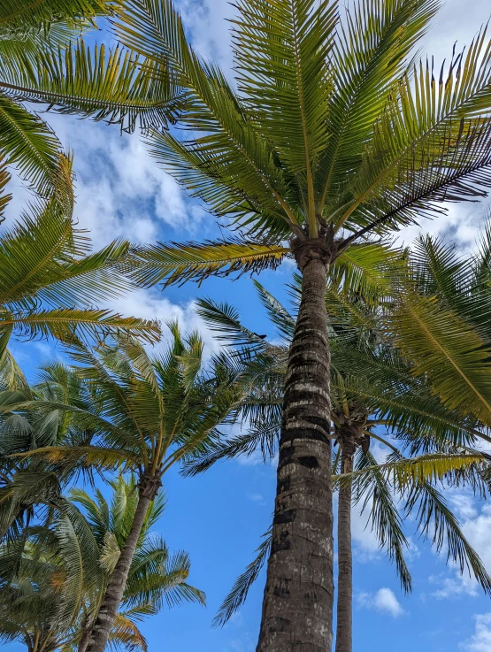 palm trees that are tall next to each other