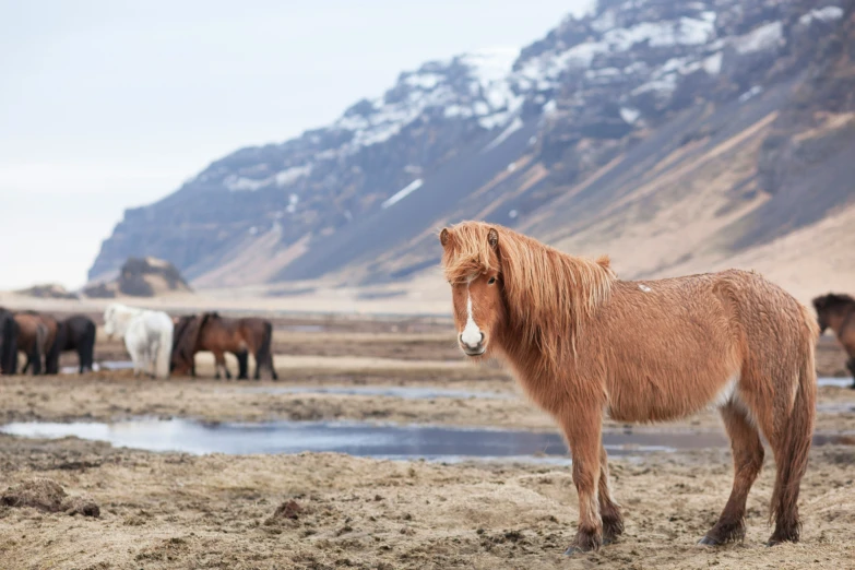 several horses are shown near a mountain