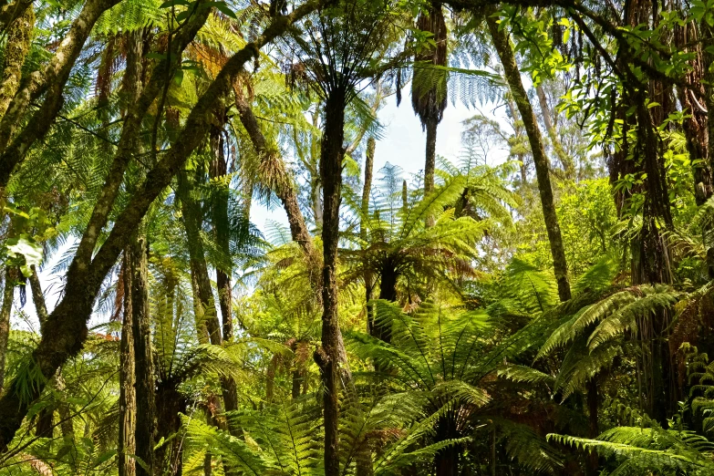 a very lush and tall wooded area with green plants