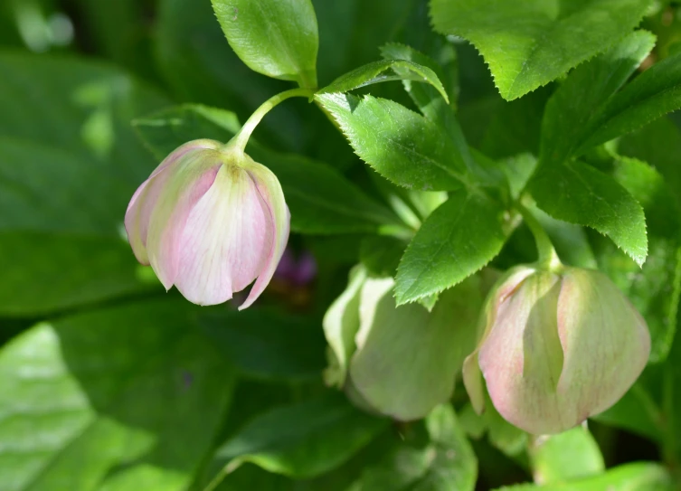 a bunch of flowers on top of green leaves