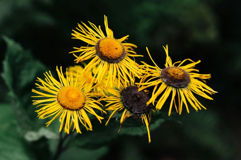 some very pretty yellow flowers in a green field