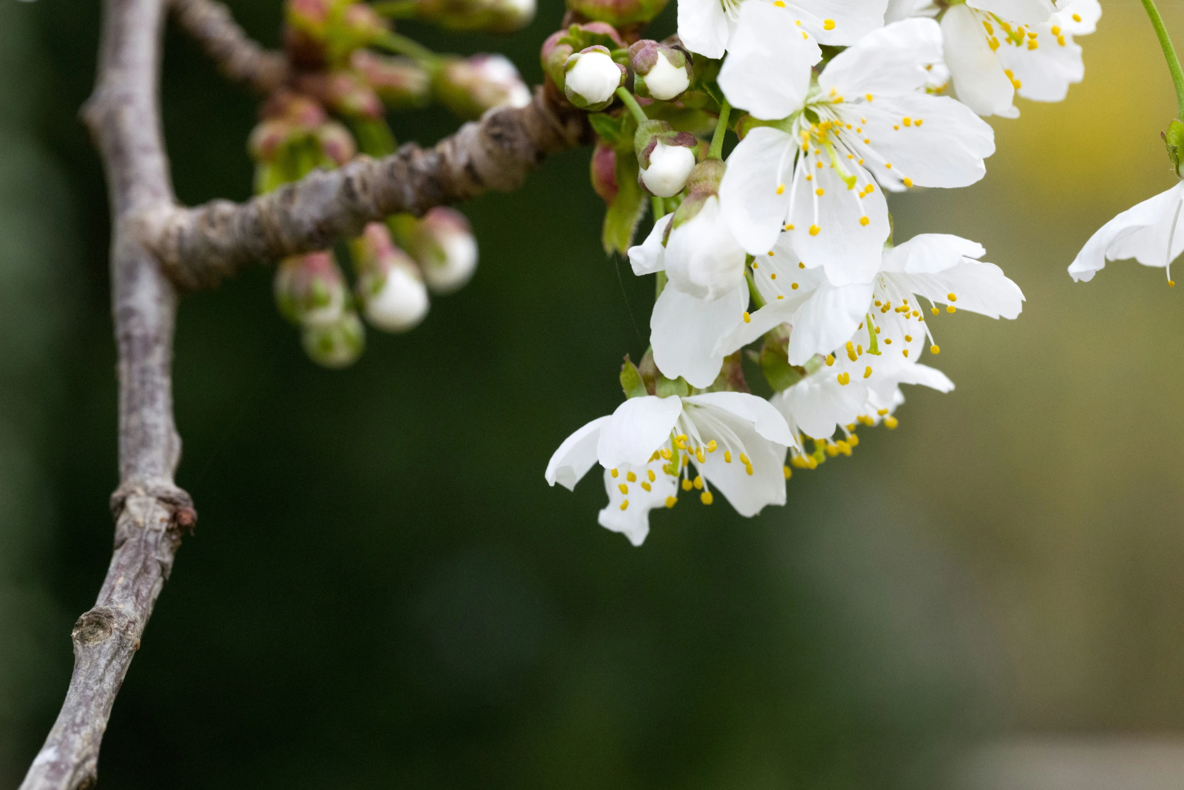 white flowers with yellow centers are growing on the nch