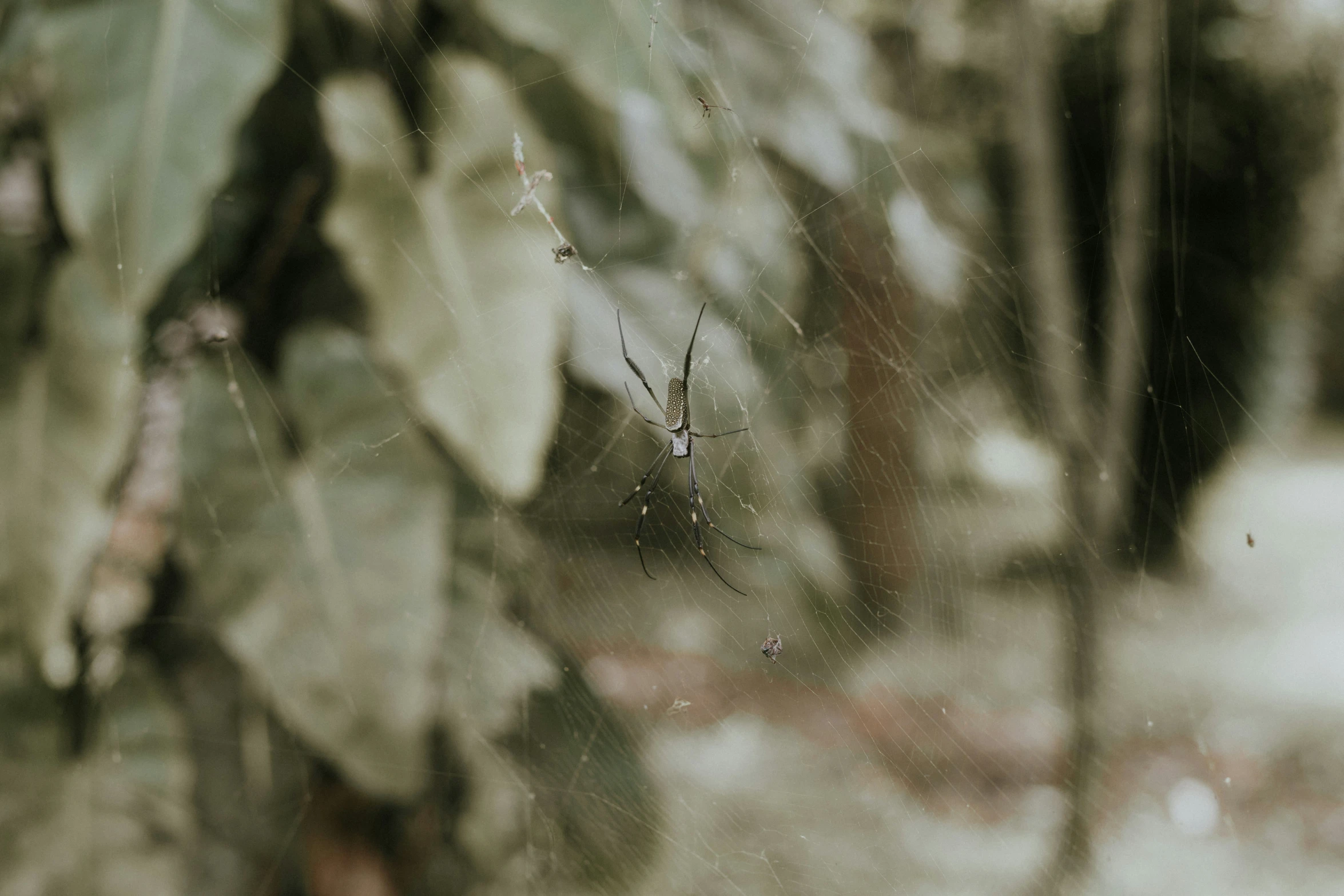 a close up s of a spider in a forest