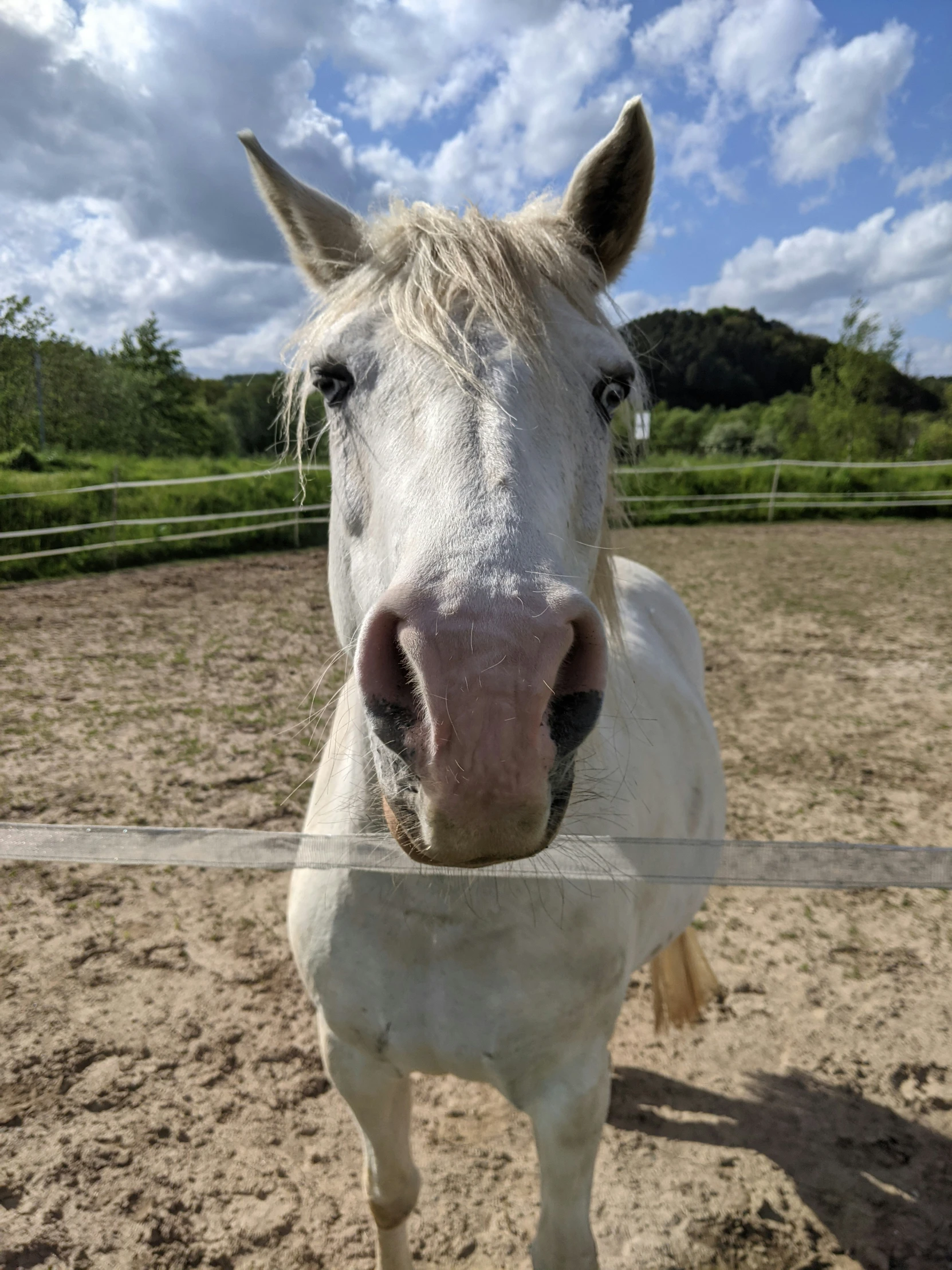 white horse with long mane looking at the camera