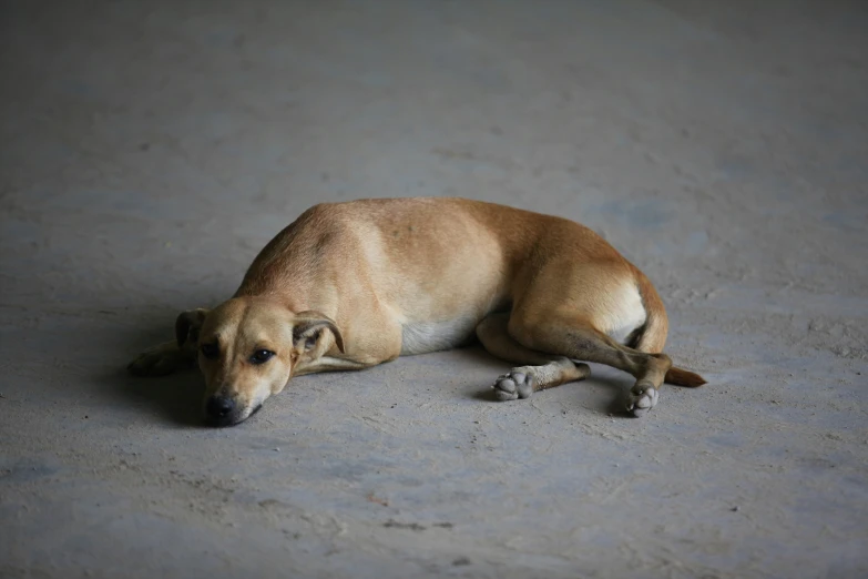 a dog is sleeping on the floor on concrete