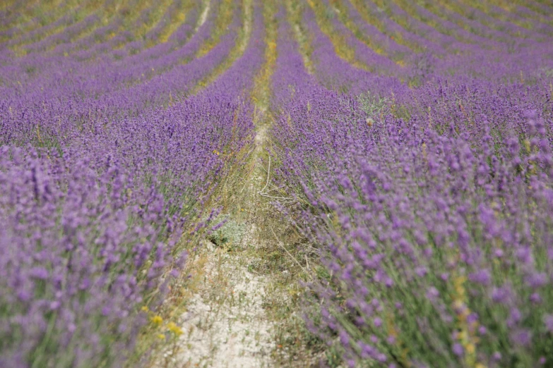 the field is covered with purple flowers that are in the middle