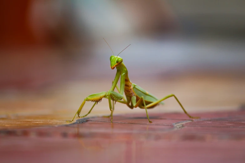 a praying mantisse insect on the ground