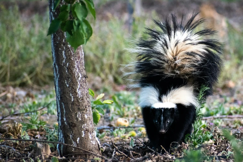 a skunky creature walking through the woods