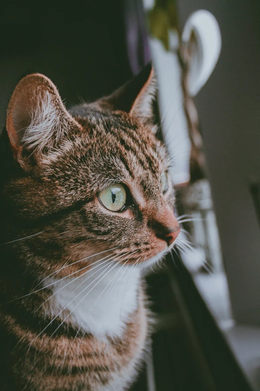 a cat that is sitting by a mirror