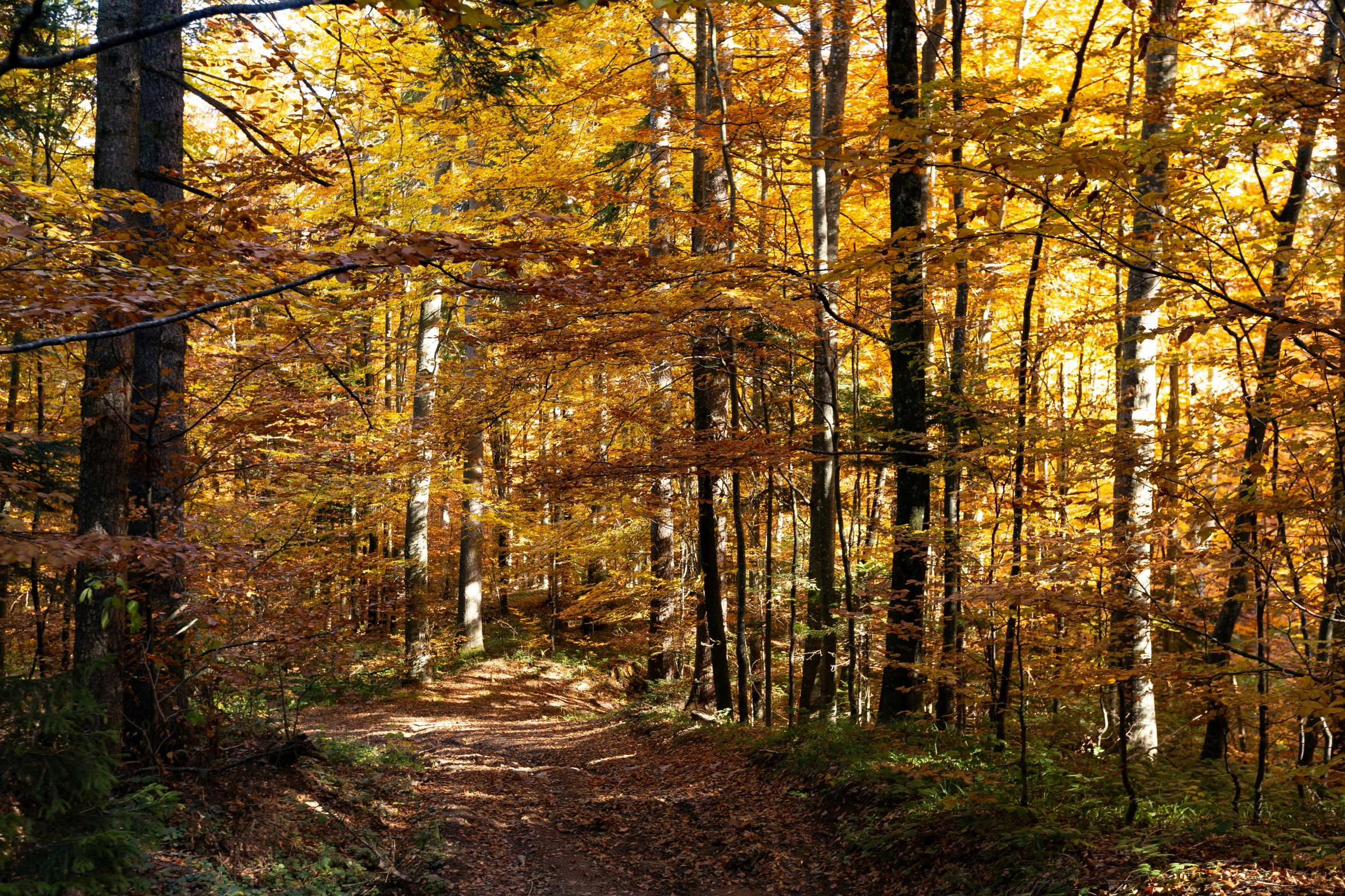 a dirt path through a forest with fall colors