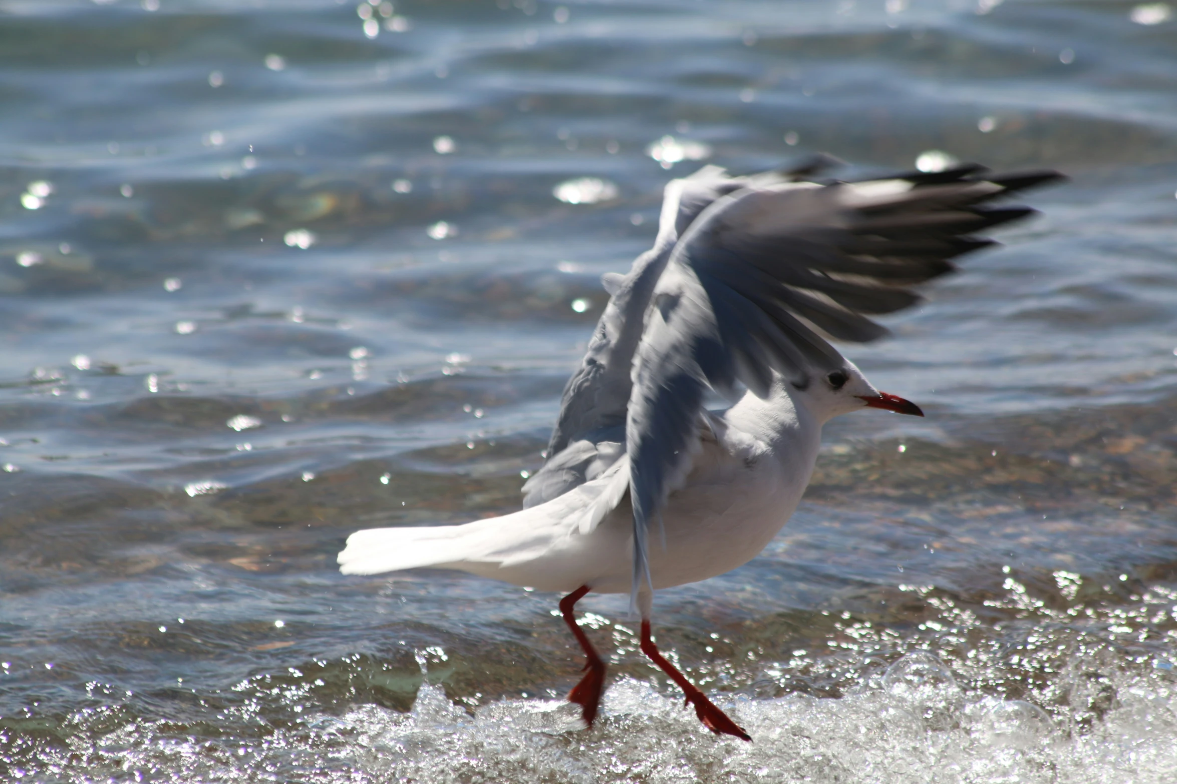 a small bird flaps its wings in the water