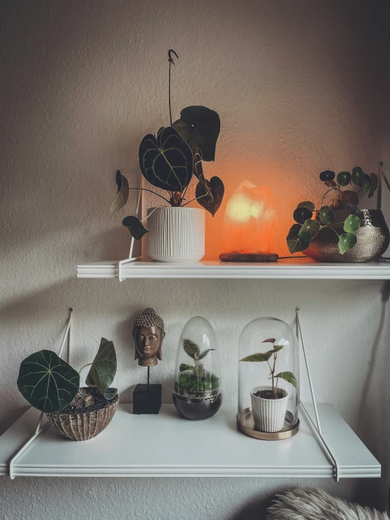 a shelf filled with potted plants next to a light