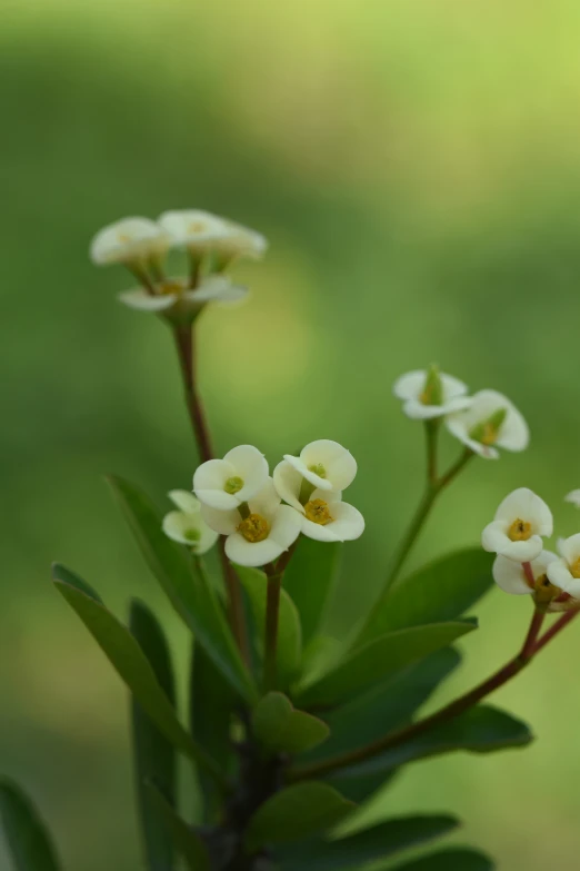 a small group of white flowers growing outside