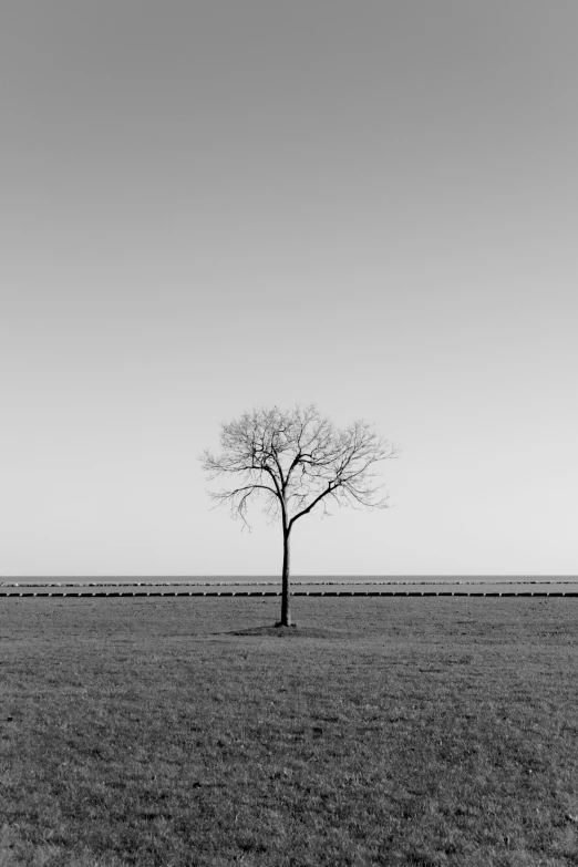 an empty tree stands in the middle of a field