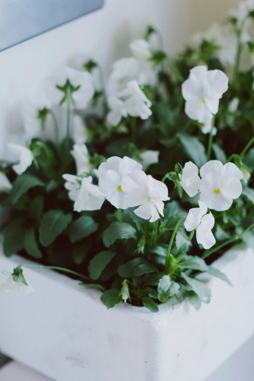 some white flowers are in a pot on a counter