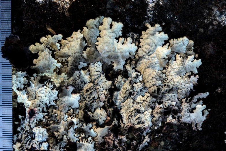 the image is taken from above of an area with moss growing on it