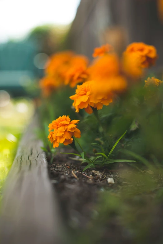 a wooden bench that has flowers growing in it