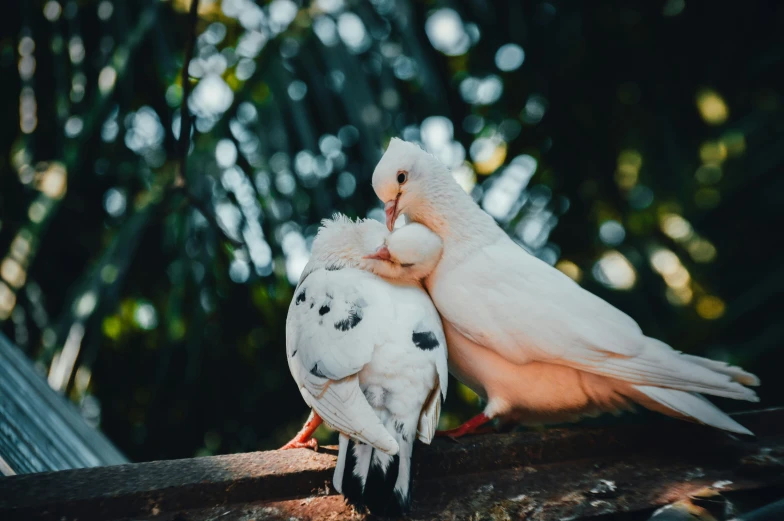 a couple of birds standing next to each other