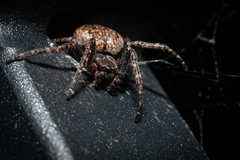 a spider that is standing on a surface