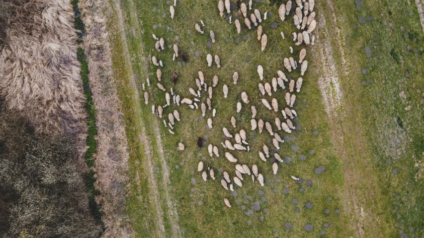 a group of sheep standing next to a large field