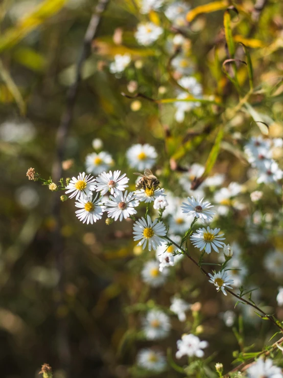 wildflowers in bloom, with lots of yellow and white flowers