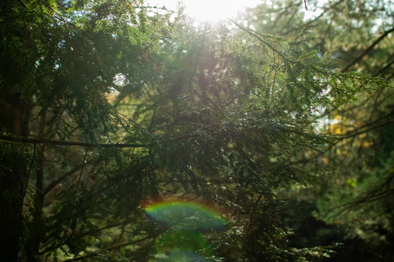 a rainbow in the trees on the other side