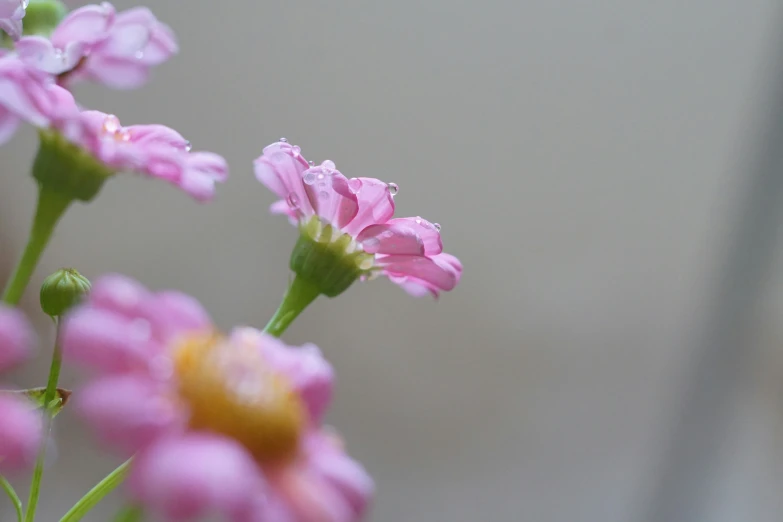 some pink flowers are on a stem outside