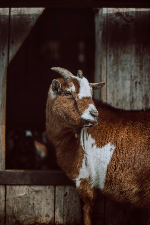 a goat standing in a pen with a wooden wall