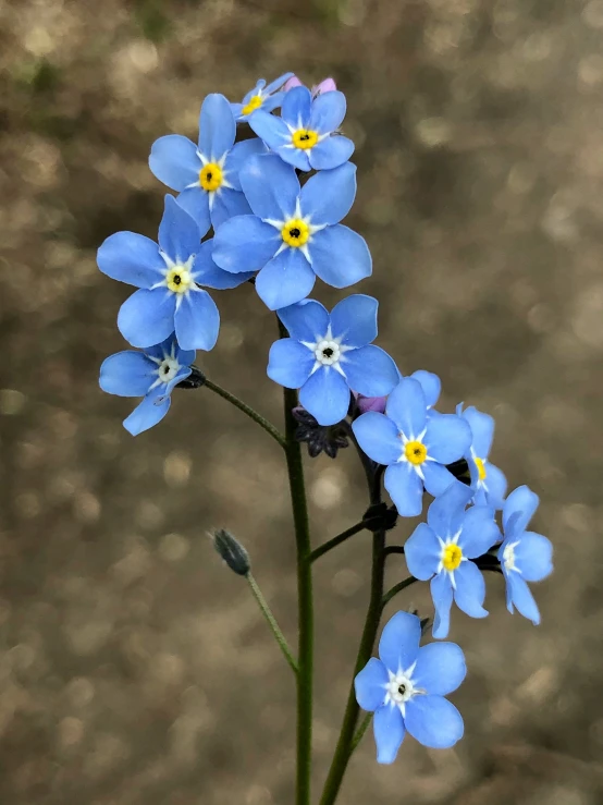 several blue flowers with tiny white centers sitting in a vase