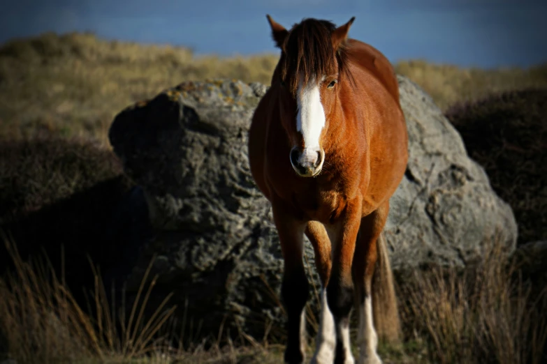 a close up of a brown horse near rocks