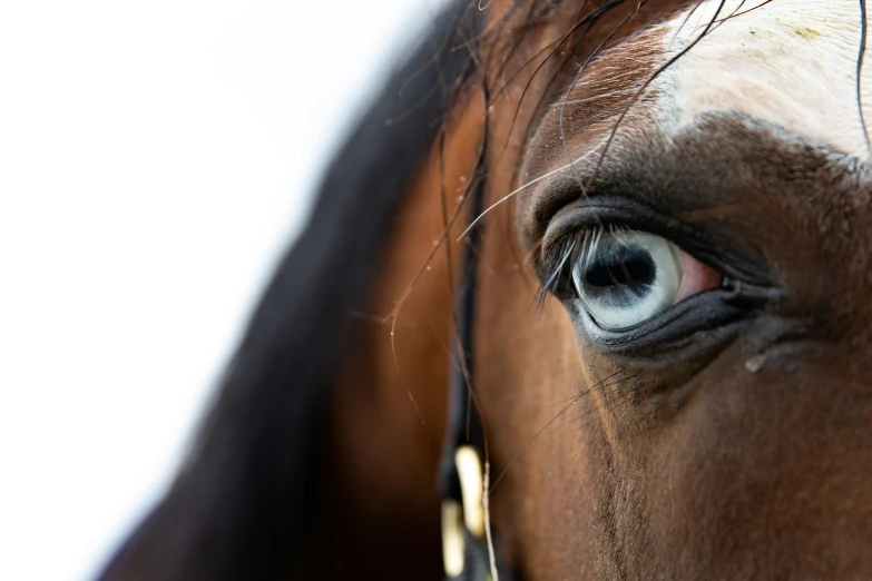 a close up of an eye and nose