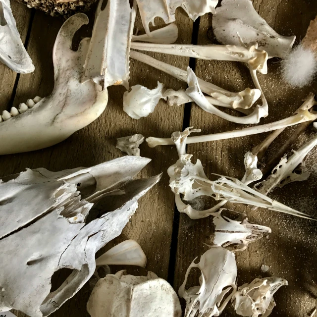 many skulls and bones are shown on the table