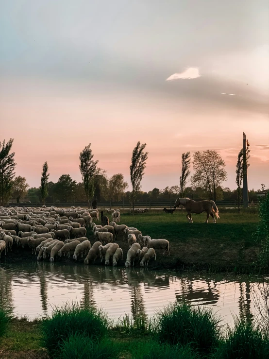 a flock of animals near the water at sunset