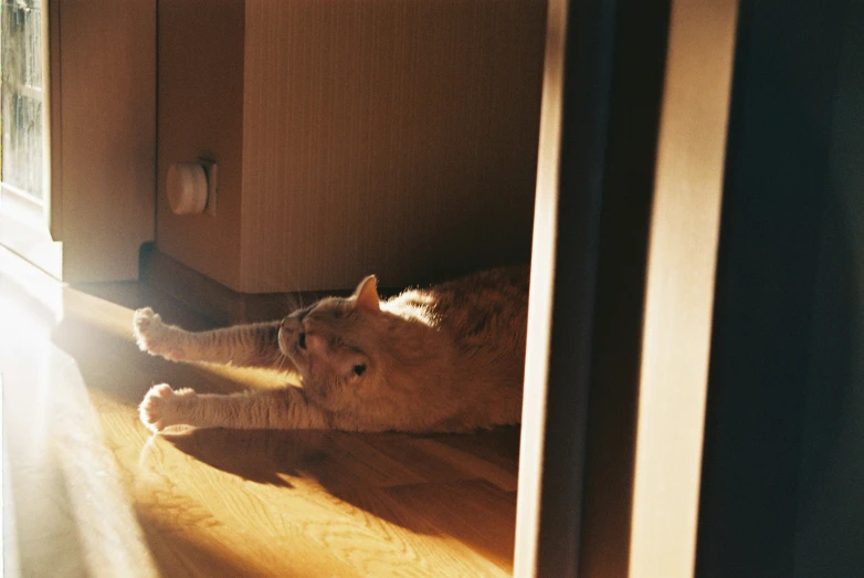 a cat is resting its head on the edge of a dresser