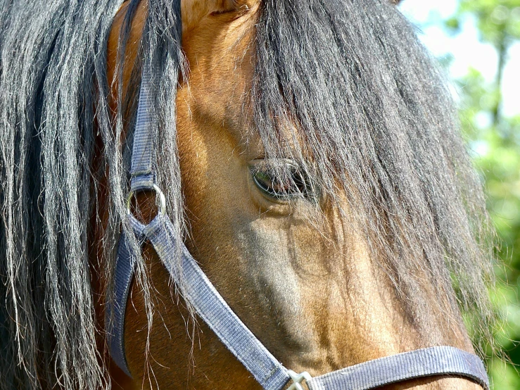 a close up of a horse's face and bridle