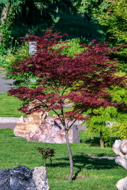 an unusual and colorful tree stands beside rock formations