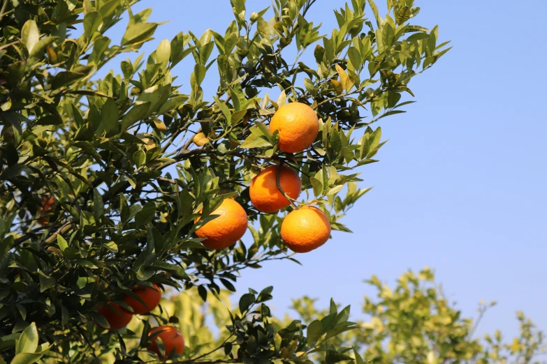 many small oranges are growing on the tree