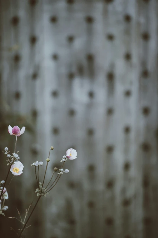 a close up of a bunch of flowers near a building