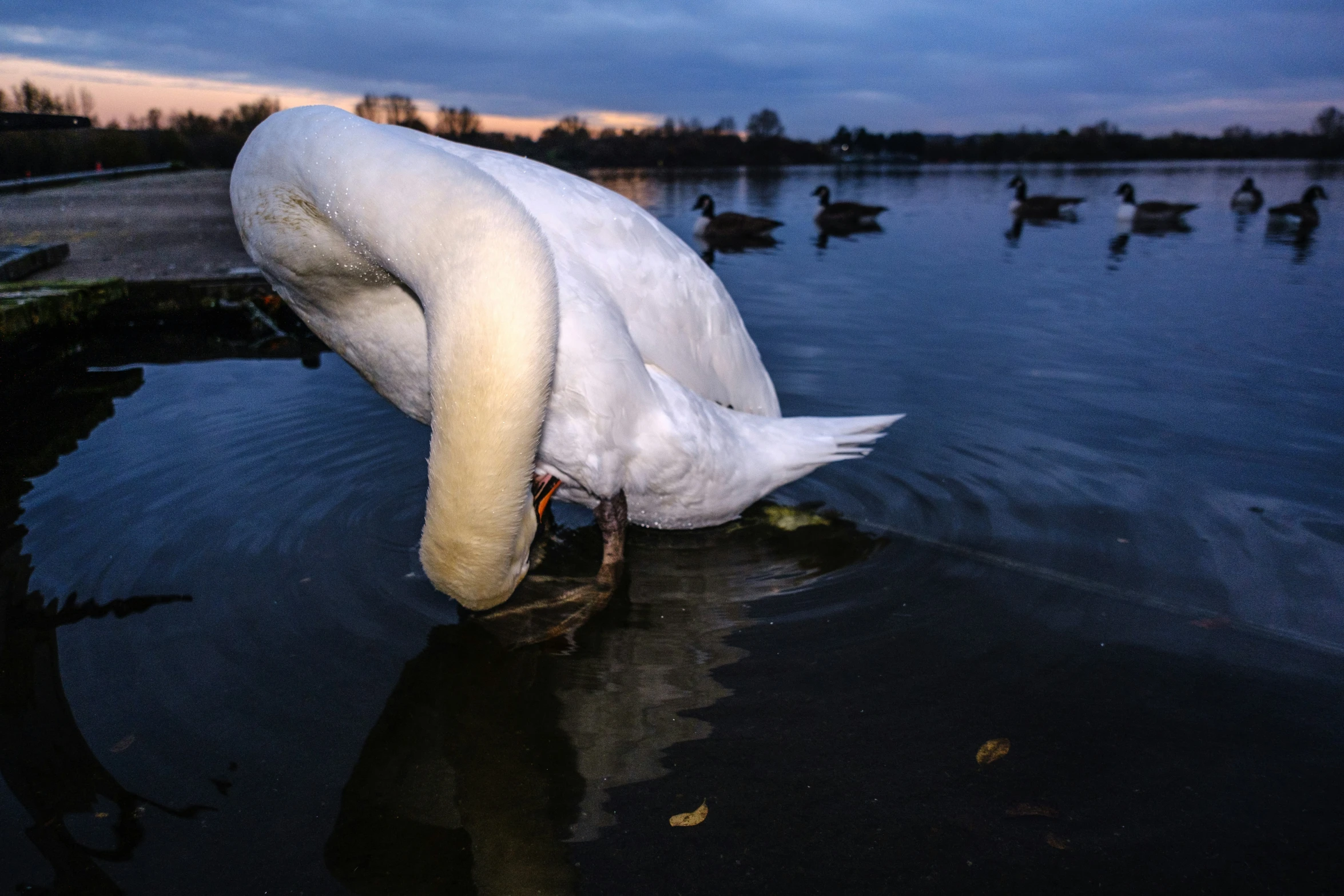 a white swan is in the water and is feeding on soing